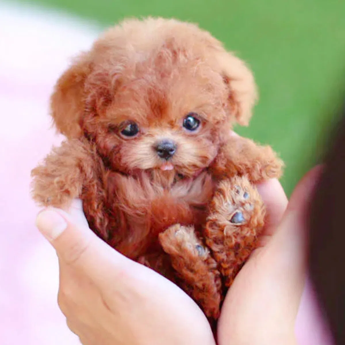 Nuovo cane robot 2025 per, Cane di peluche interattivo, Il mio cucciolo robot realistico che si comporta come un vero cucciolo - Cammina, abbaia, scodinzola, un cane giocattolo che cammina e abbaia