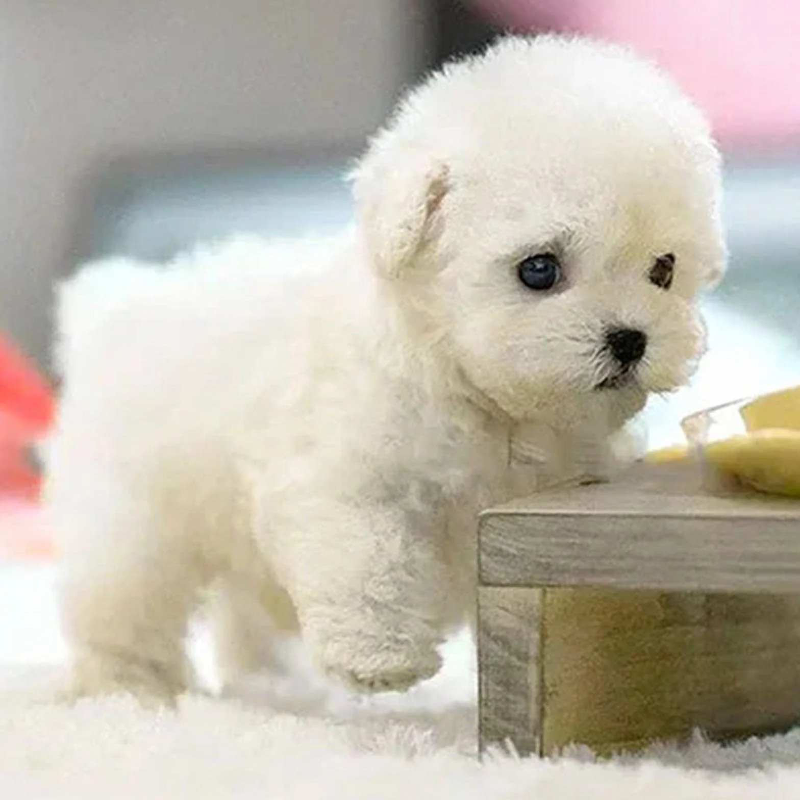 Nuovo Cane Robot 2025, Nicoo - Il Mio Cucciolo Robot Realistico, Cane Robot con intelligenza Artificiale Che Cammina e abbaia, Cucciolo Robot Che Si comporta Come Un Vero Cucciolo Coffee
