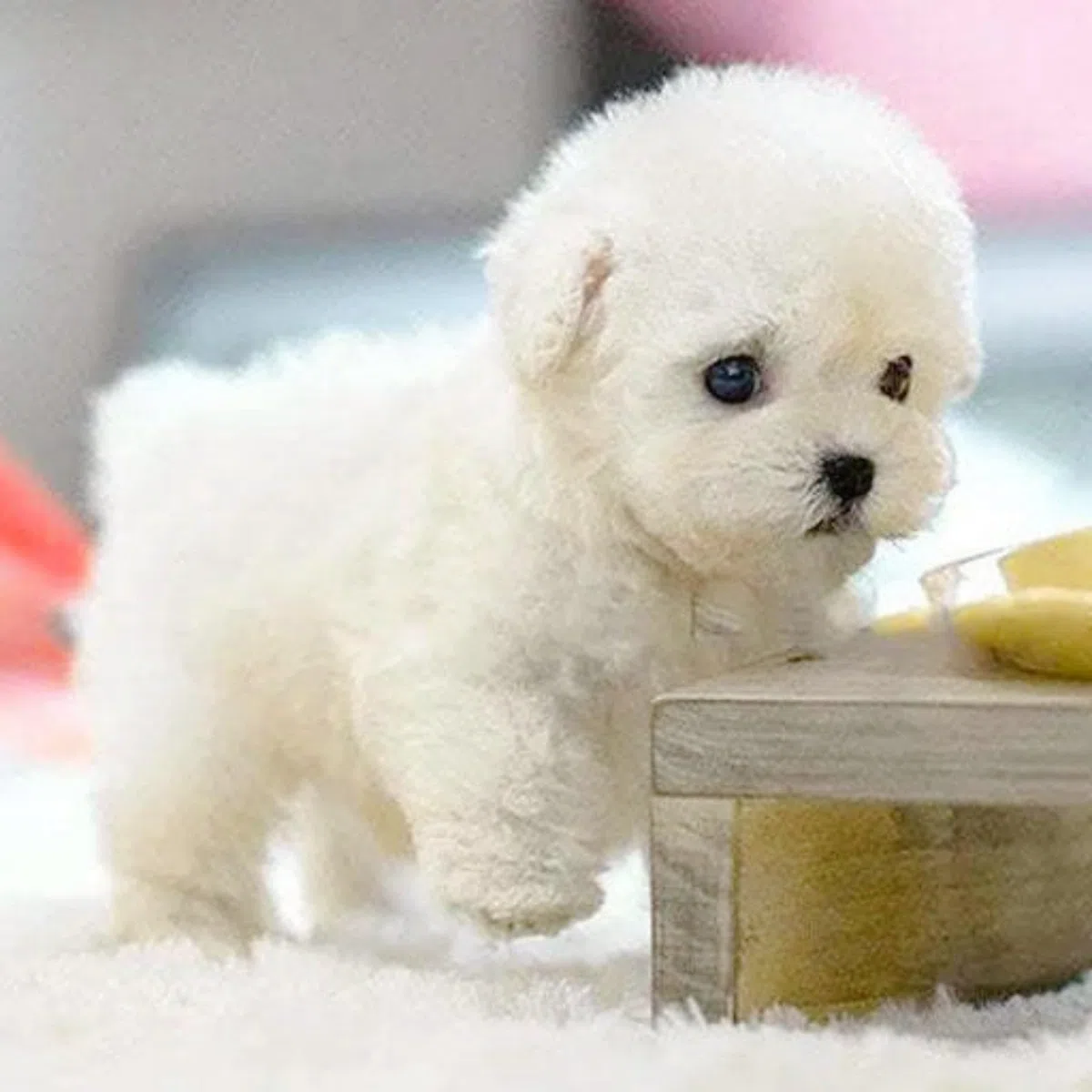 Nuovo cane robot 2025 per, Cane di peluche interattivo, Il mio cucciolo robot realistico che si comporta come un vero cucciolo - Cammina, abbaia, scodinzola, un cane giocattolo che cammina e abbaia