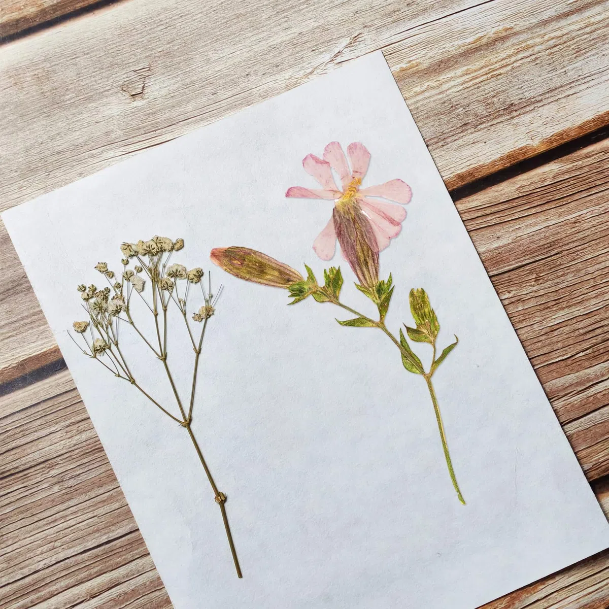 Carta assorbente per pressa per fiori, 20 fogli 20 x 26 cm, carta per erbario grande, altamente assorbente e riutilizzabile (20 x 26 cm)