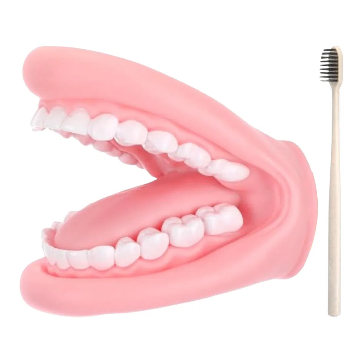 Marionetta Bocca Con Lingua – Strumento Educativo Logopedia Igiene Orale & Dentale | Modello Mascellare Mobile In PVC Con Spazzolino Per Bambini Asilo Apprendimento Domestico