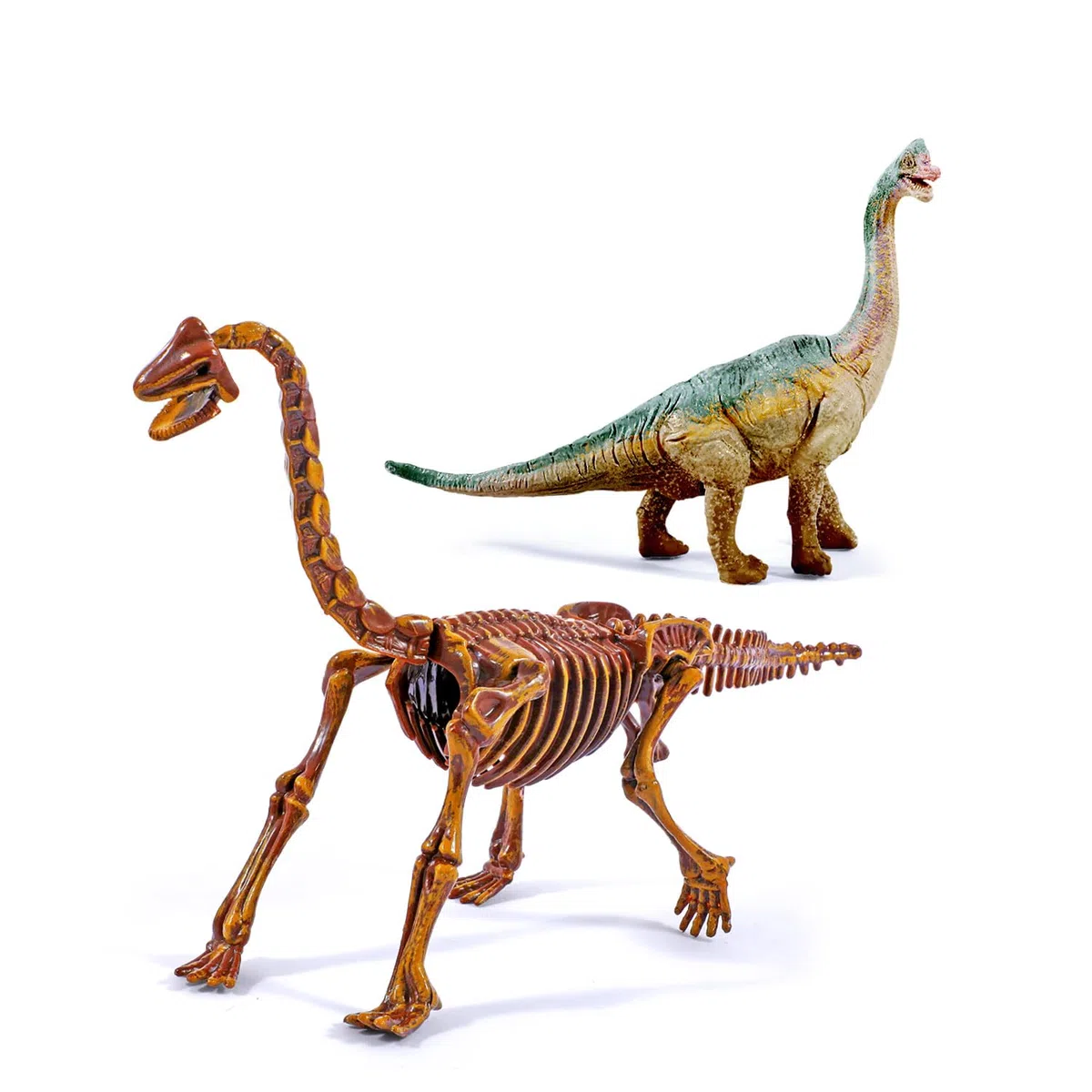 EGGBOX Kit di scavo di scheletro di dinosauro per bambini, set 2 in 1 di scavo e pittura di Brachiosaurus, giocattolo di dinosauro per bambini, esperimenti di paleontologia e fossili
