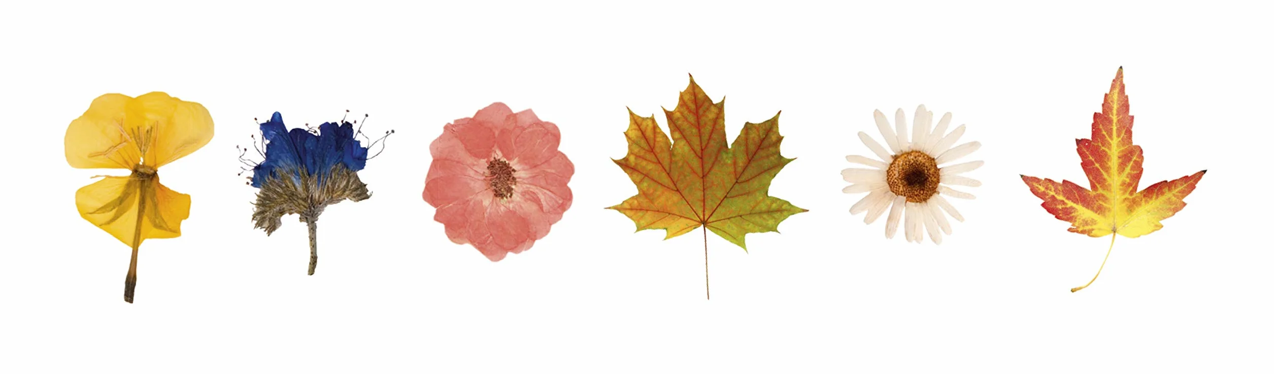 PEBARO BP1, pressa per fiori, in compensato di betulla di alta qualità, 9 mm, con 4 inserti in cartone, 30 x 30 cm, molto stabile, pressa per fiori, Made in Germany, il legno può anche essere dipinto,